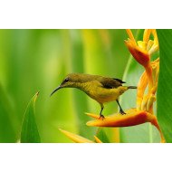Bird On The Flower Bird On The Flower