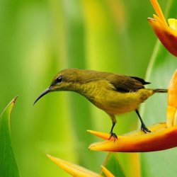 Bird On The Flower Bird On The Flower