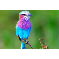Colorfull Little Bird Colorfull Little Bird
