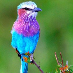 Colorfull Little Bird Colorfull Little Bird