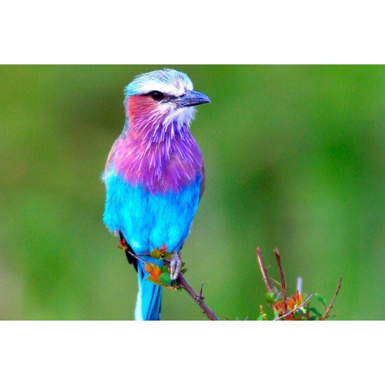 Colorfull Little Bird