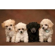 Just Cute - White And Black Puppies Just Cute - White And Black Puppies