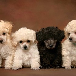Just Cute - White And Black Puppies