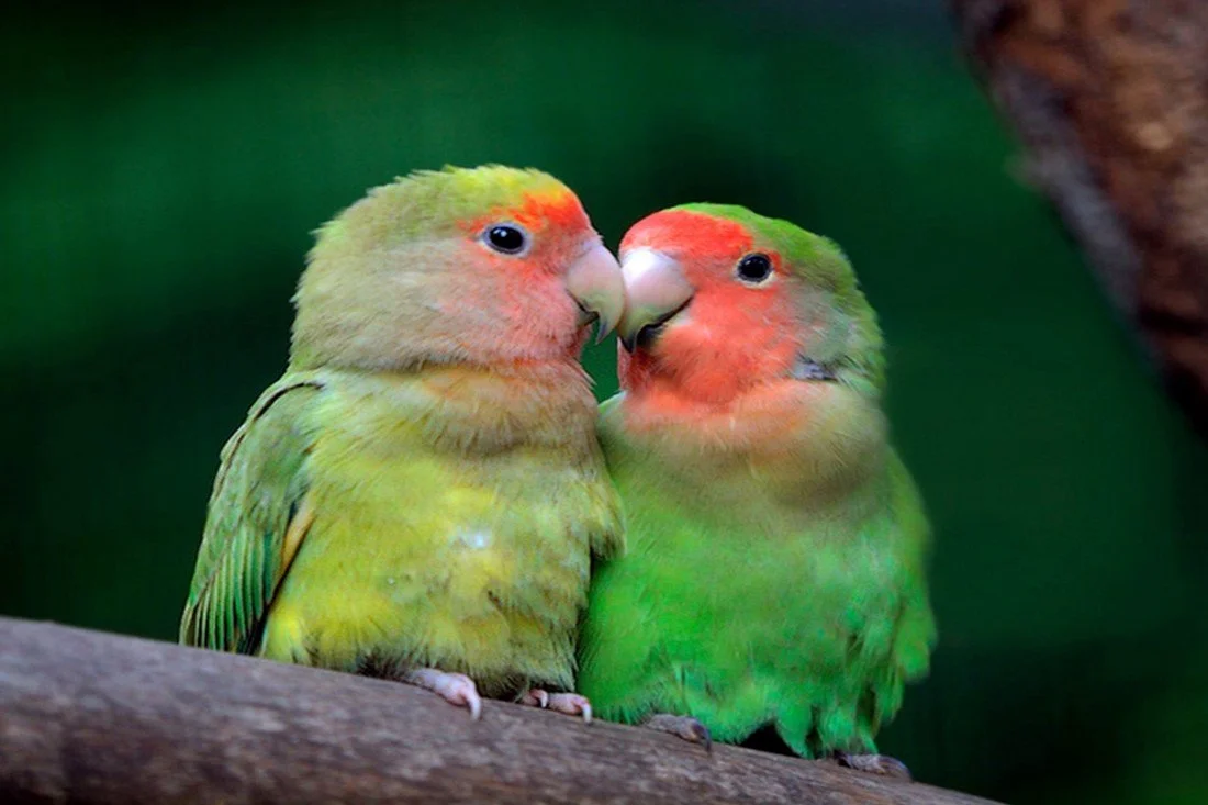 Just Cute - Love Birds