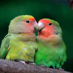 Just Cute -  Love Birds