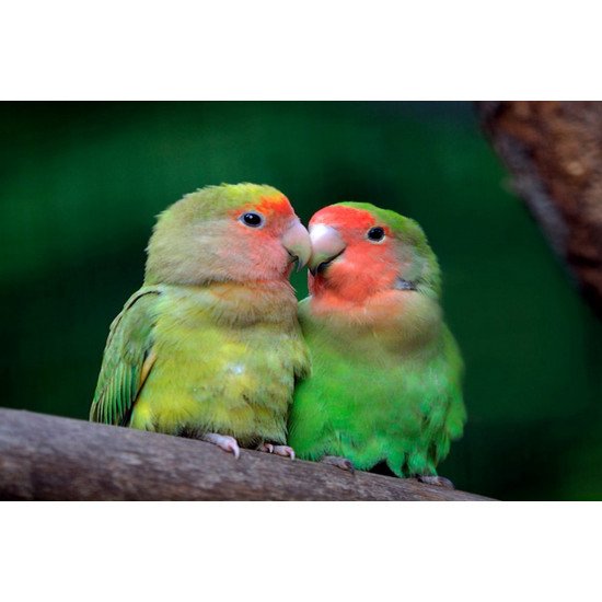 Just Cute -  Love Birds