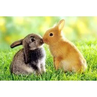 Just Cute -  Squirrels