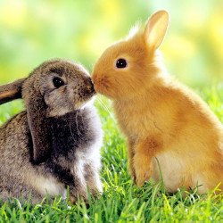 Just Cute -  Squirrels