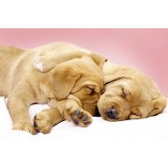 Just Cute - Sleeping Puppies Just Cute - Sleeping Puppies