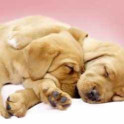 Just Cute - Sleeping Puppies