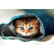 Just Cute: - Little Cat In Jeans Pant Just Cute: - Little Cat In Jeans Pant