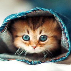 Just Cute: - Little Cat In Jeans Pant