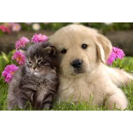 Just Cute - Cat And Dog Just Cute - Cat And Dog