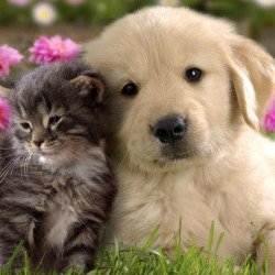 Just Cute - Cat And Dog