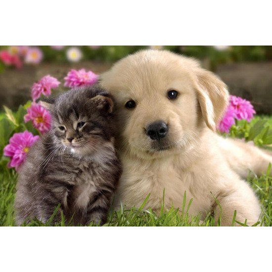 Just Cute - Cat And Dog