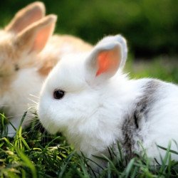 Just Cute -  Rabbits