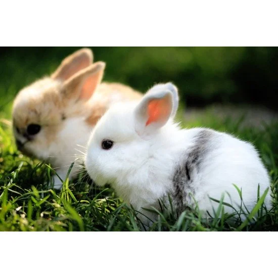 Just Cute - Rabbits Just Cute - Rabbits