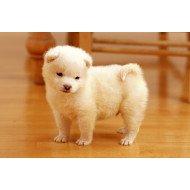 Just Cute -  White Puppy Just Cute -  White Puppy