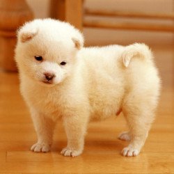 Just Cute -  White Puppy