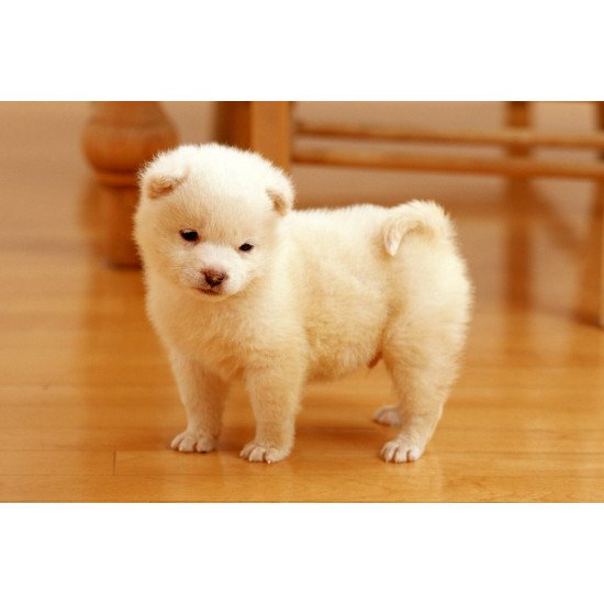 Just Cute -  White Puppy