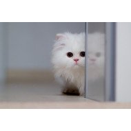 Just Cute -  White Cat Just Cute -  White Cat