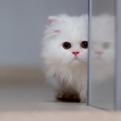 Just Cute -  White Cat