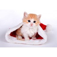 Just Cute - Christmas Cat Just Cute - Christmas Cat