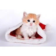 Just Cute - Christmas Cat