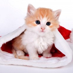 Just Cute - Christmas Cat