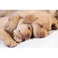 Just Cute - Sleeping Puppies 2