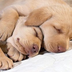 Just Cute - Sleeping Puppies 2
