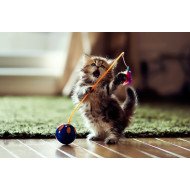 Just Cute - Playing Cat Just Cute - Playing Cat