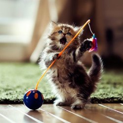 Just Cute - Playing Cat