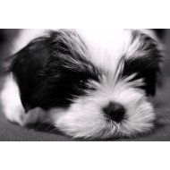Cute Puppy Cute Puppy