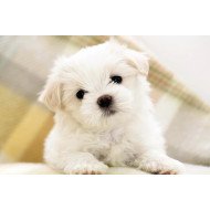 White Fluffy Puppy White Fluffy Puppy