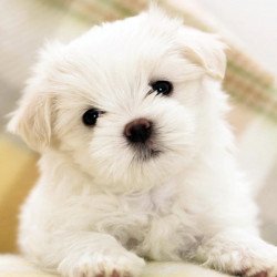 White Fluffy Puppy White Fluffy Puppy