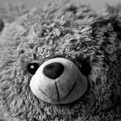 Teddy Bear Teddy Bear