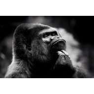 Thoughtful Gorilla Thoughtful Gorilla