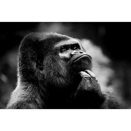 Thoughtful Gorilla