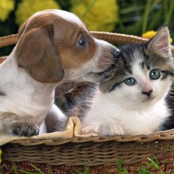 Best Friendship Cat And Dog Best Friendship Cat And Dog