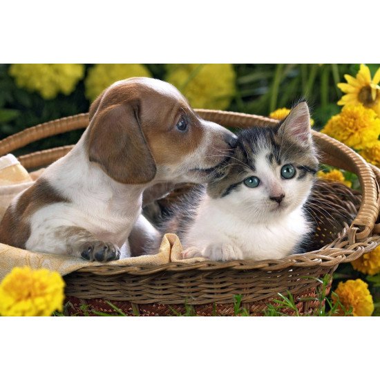 Best Friendship Cat And Dog