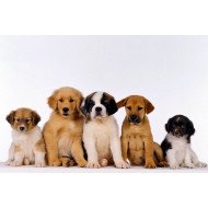 Cute Puppies Cute Puppies