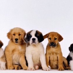 Cute Puppies Cute Puppies
