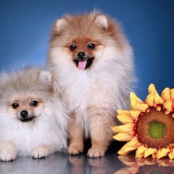 Cute Puppies With Sunflower Cute Puppies With Sunflower