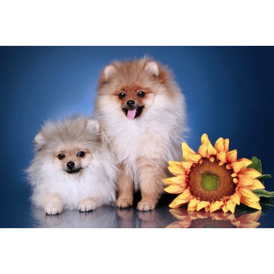 Cute Puppies With Sunflower