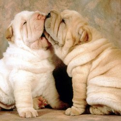 Cute Puppies Kiss Cute Puppies Kiss