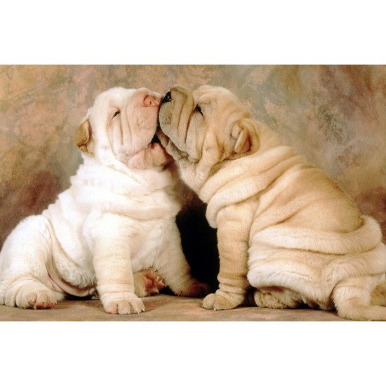 Cute Puppies Kiss