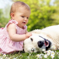 Child's Love - Cute Girl Playing With Dog Child's Love - Cute Girl Playing With Dog