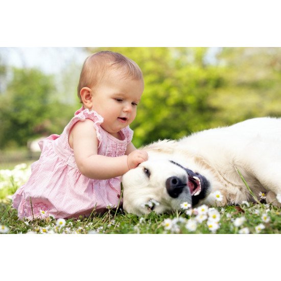 Child's Love - Cute Girl Playing With Dog
