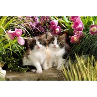 Sweet Little Kittens Sweet Little Kittens